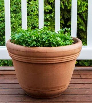 Summer parsley on deck Stock Photos
