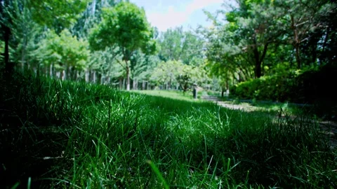 In the summer, the path among the shady trees. Stock Footage 293285916