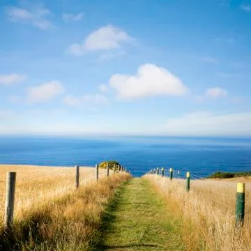 Summer path to sea through cornfield square Stock Photos