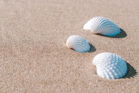 Summer pattern background. Seashells, shells on sand tropical sea beach. Vaca Stock Photos