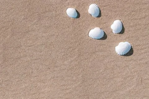 Summer pattern background. Seashells, shells on sand tropical sea beach. Vaca Stock Photos