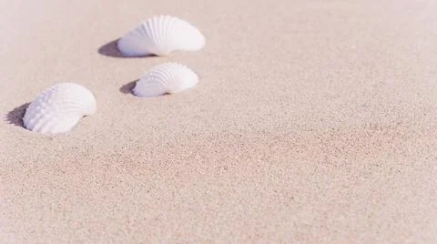 Summer pattern background. Seashells, shells on sand tropical sea beach. Vaca Foto stock