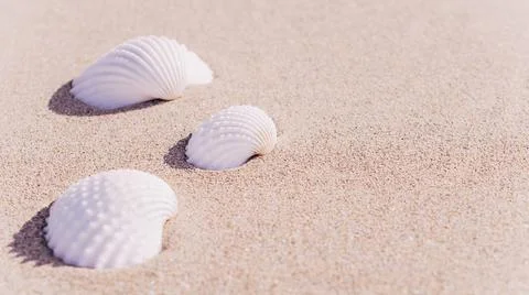 Summer pattern background. Seashells, shells on sand tropical sea beach. Vaca Stock Photos