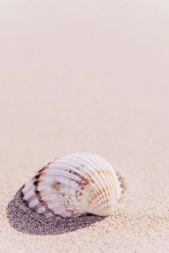 Summer pattern background. Seashells, shells on sand tropical sea beach. Vaca Stock Photos
