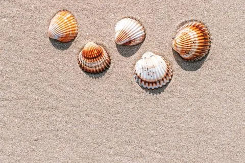 Summer pattern background. Seashells, shells on sand tropical sea beach Stock Photos