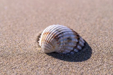 Summer pattern background. Seashells, shells on sand tropical sea beach. Vaca Stock Photos