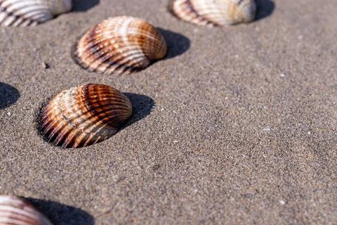 Summer pattern background. Seashells, shells on sand tropical sea beach. Vaca Stock Photos