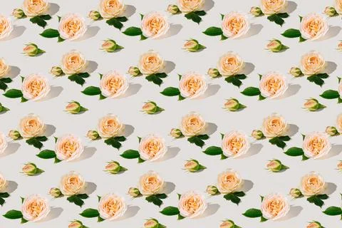 Summer pattern made of fresh roses and green leaves on white background Stock Photos