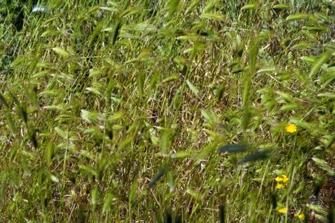 A summer pattern with stacks of hay grass Stock Photos