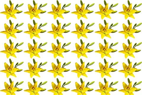 Summer pattern of yellow green lily flower on white Stock Illustration