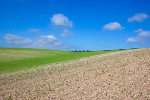 Summer pea crop Stock Photos