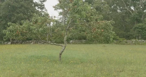 Summer Peach tree Field of Flowers Stockbeeldmateriaal 87540319