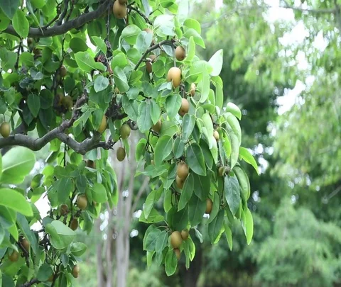 Summer pear tree Stock Footage