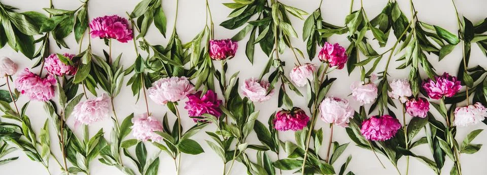 Summer peonies flowers layout on plain white background Stock Photos