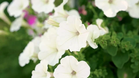 Summer petunia flowers close-up 스톡 동영상 317291820