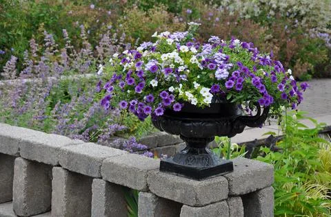 Summer petunia planter Stock Photos