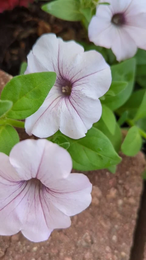 Summer petunias Stock Footage 300878179