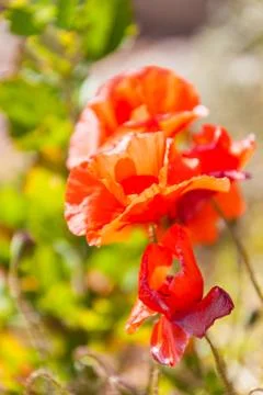 In the summer Stock Photos