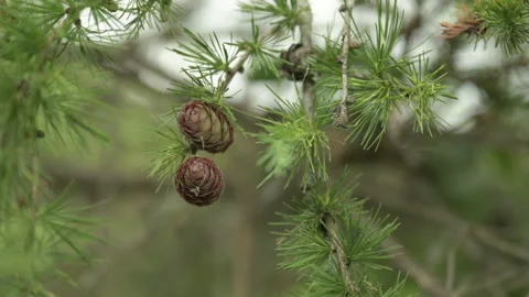 Summer pine cones pine tree Stock Footage 246340622