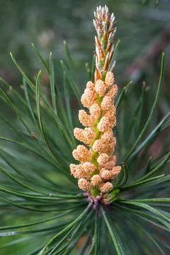 Summer pine flower with pollen Stock Photos