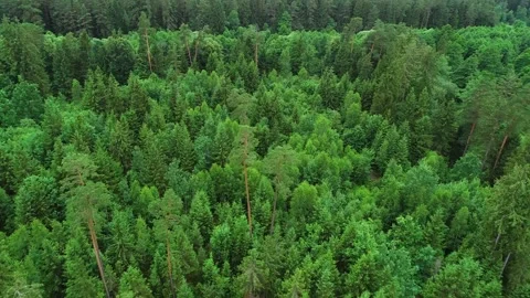 Summer pine forest after rain drone view Stock Footage 167366063