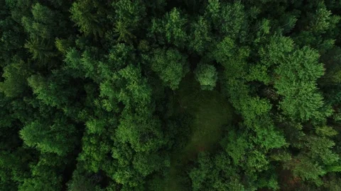 Summer pine forest after rain view from drone Stock Footage 167368185