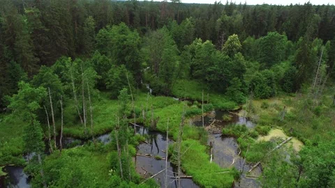Summer pine forest after rain. Drone flying over the swamp Stock Footage 167368196