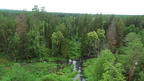 Summer pine forest after rain. Drone flying over the swamp Stock Footage 167368253
