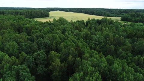 Summer pine forest after rain view from drone Stock Footage 167368278