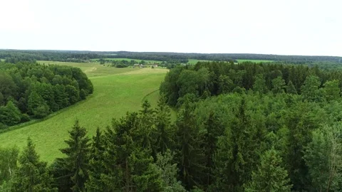 Summer pine forest after rain view from drone Stock Footage 167368279