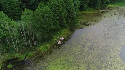 Summer pine forest after rain. Drone flying over the swamp Stock Footage 167368315
