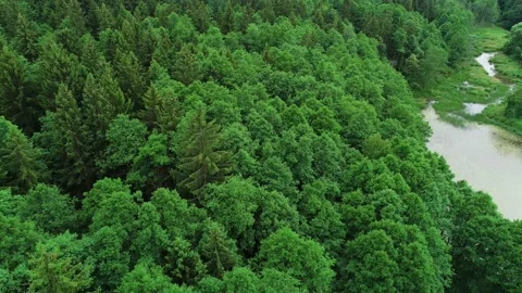 Summer pine forest after rain. Drone flying over the swamp Stock Footage 167368319