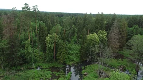 Summer pine forest after rain. Drone flying over the swamp Stock Footage 167368715