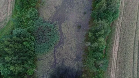 Summer pine forest after rain. Drone flying over the swamp Stock Footage 167368873
