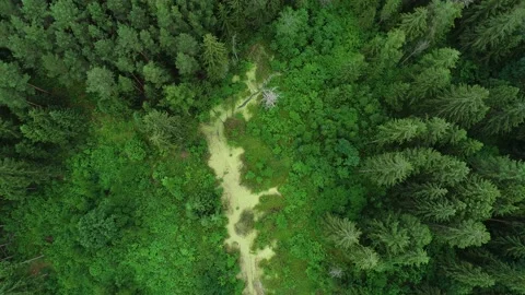 Summer pine forest after rain. Drone flying over the swamp Stock Footage 167368879