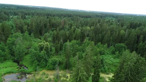 Summer pine forest after rain. Drone flying over the swamp Stock Footage 167368895