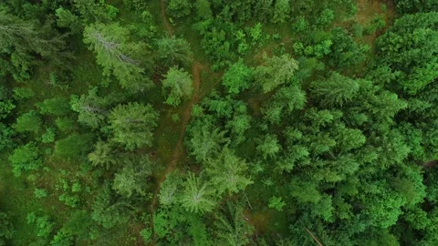 Summer pine forest after rain view from drone Stock Footage 167368911