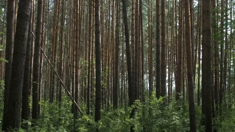 Summer Pine Forest in the Daylight Stock Footage 79143943