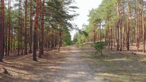 Summer Pine Forest Stock Footage 138954269