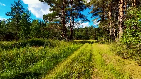 Summer Pine Forest Video stock 220445183