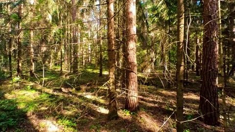 Summer Pine Forest Stock Footage 220445186
