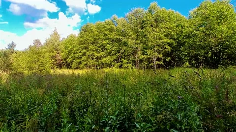 Summer Pine Forest Stock Footage 220445234