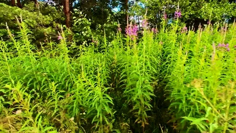 Summer Pine Forest Stock Footage 220445269