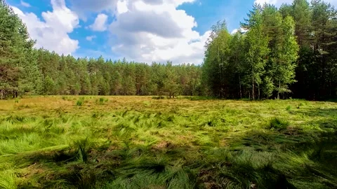 Summer Pine Forest Stock Footage 220445376