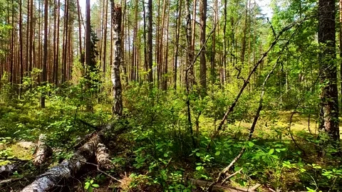 Summer Pine Forest Video stock 220445379