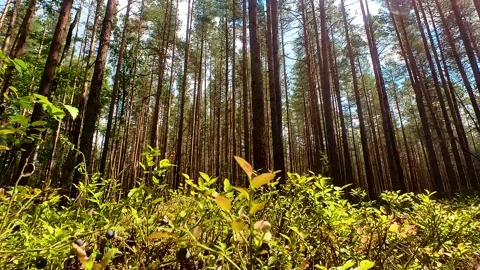 Summer Pine Forest Stock Footage 220445390