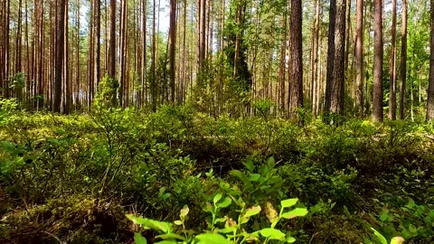 Summer Pine Forest Stock Footage 220618045