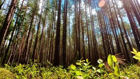 Summer Pine Forest Video stock 220618058