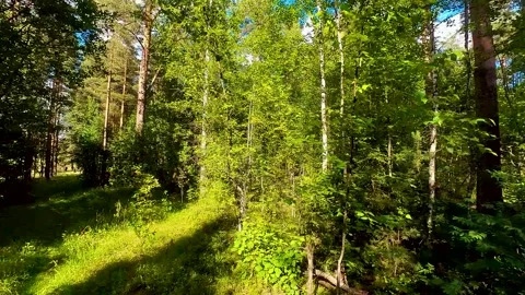 Summer Pine Forest Stock Footage 223687054