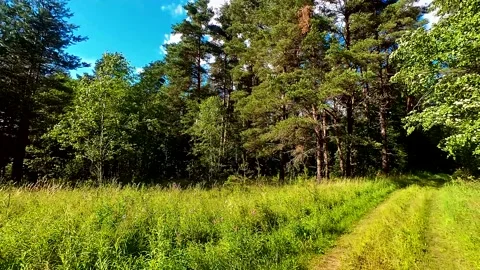 Summer Pine Forest Stock Footage 223687066